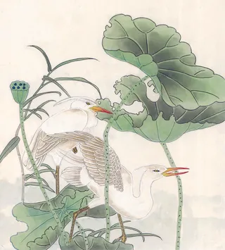 莲花与动物图片