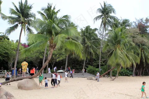 歪脖子椰子树图片 歪脖子椰子树图片