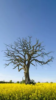 花海的树高清摄影图片