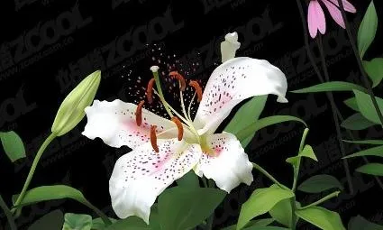 AI绘制逼真的百合花矢量素材ai矢量模版下载