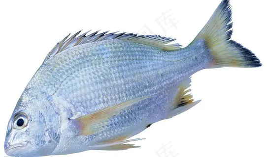 水产食材（高精）图片