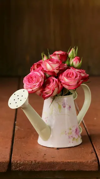 玫瑰花高清摄影图片