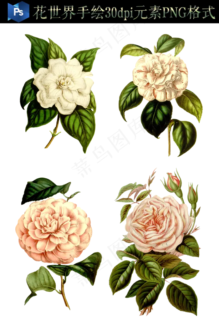 唯美复古高青花卉PNG免扣图集(4843X7322)