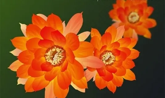 精美荷花矢量素材图片 精美荷花矢量素材图片