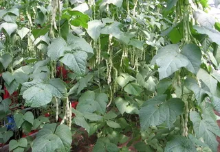 寿光蔬菜博览会图片