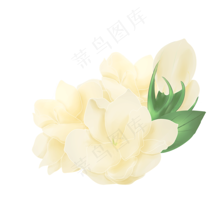 茉莉花图茉莉花图