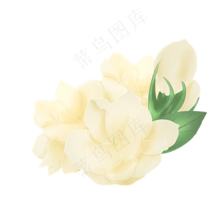 茉莉花图茉莉花图