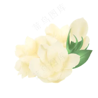 茉莉花图茉莉花图