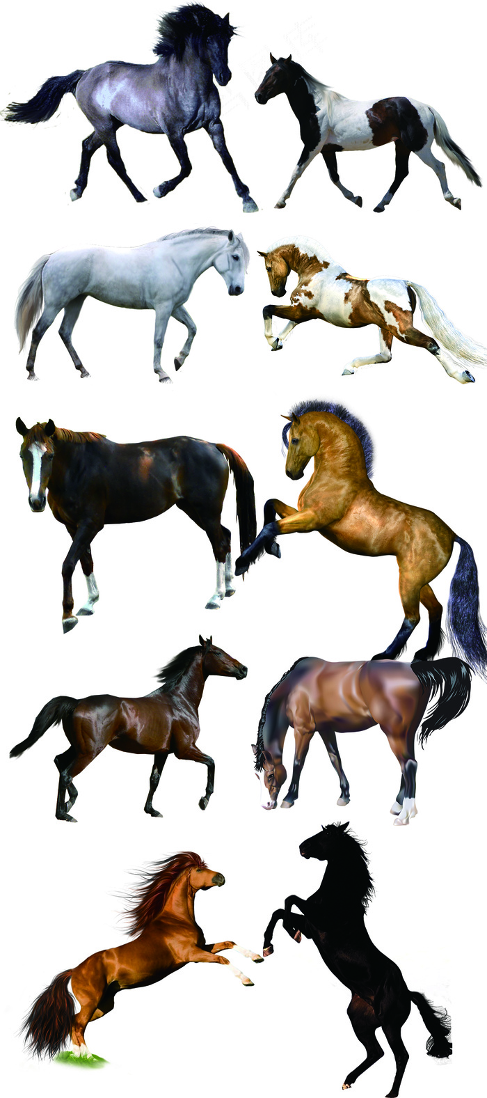 马免抠图png图片元素设计