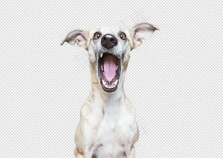 动物宠物狗犬类张大嘴巴的狗免扣PN...