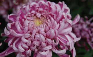 昆明大观楼金秋菊花展摄影图片