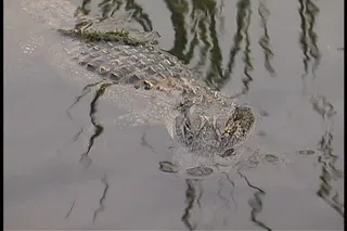 水路易斯安那股票视频鳄鱼与思考 视...