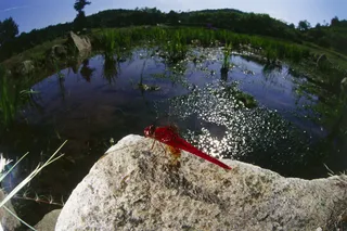 停在石头上的红蜻蜓