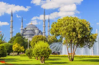 草地上的树图片