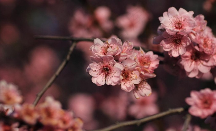 梅花图片