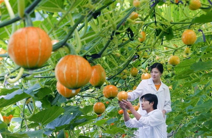 南瓜基地图片