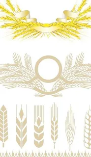 麦穗矢量素材图片