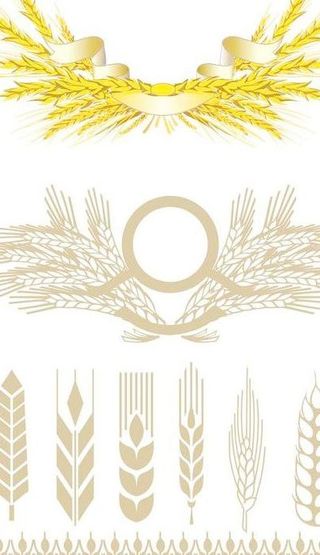 麦穗矢量素材图片