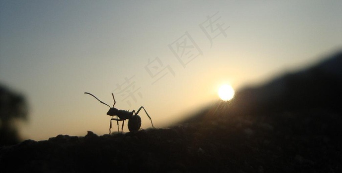 蚂蚁图片