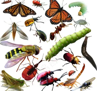 昆虫害虫图片