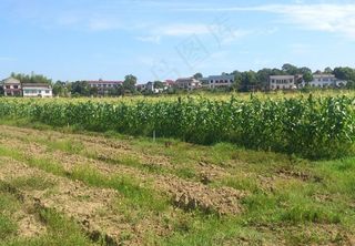 松西子千亩蔬菜基地图片