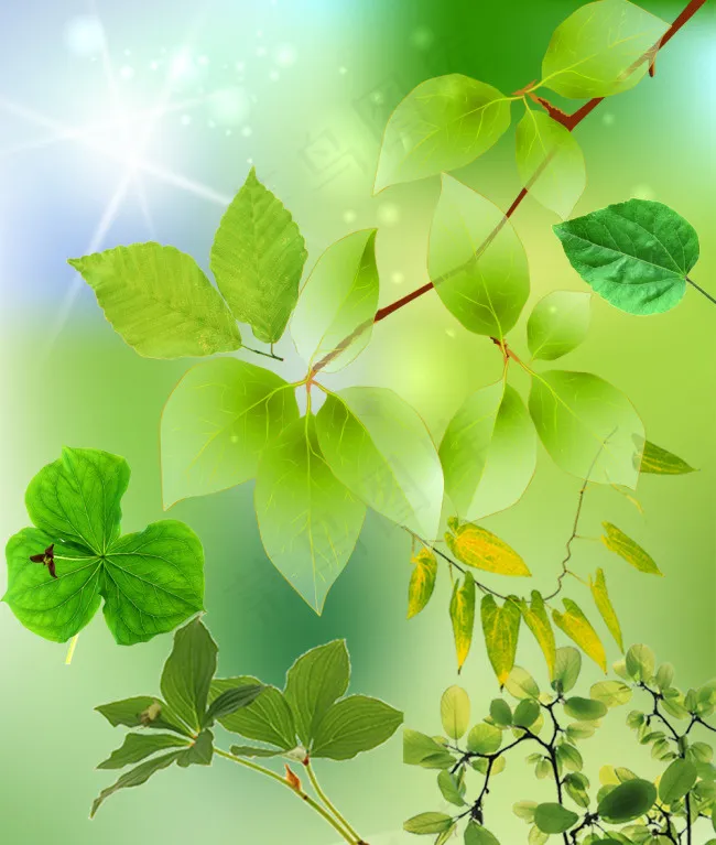 树叶(7087X8366(DPI:300))psd模版下载