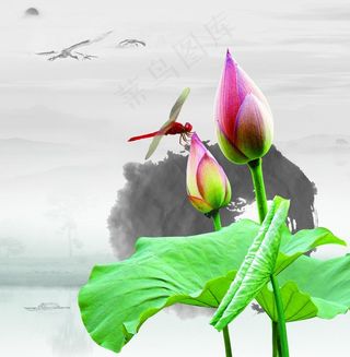 中国风水墨荷花蜻蜓图片