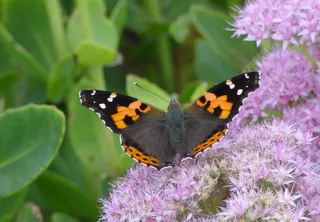 花点黄蝴蝶图片