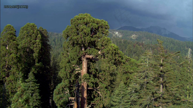 迷雾森林实拍素材