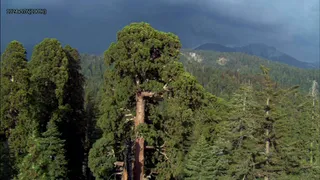 迷雾森林实拍素材