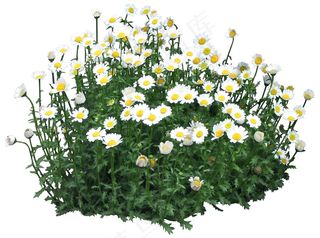 高清免抠植物黑蕊菊