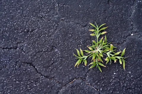 在裂化沥青-生命力的象征植物生长 在裂化沥青-生命力的象征植物生长