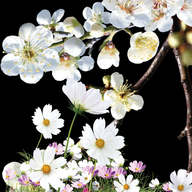 白色花朵PSD分层图免费下载