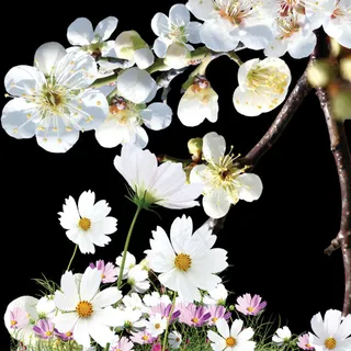 白色花朵PSD分层图免费下载