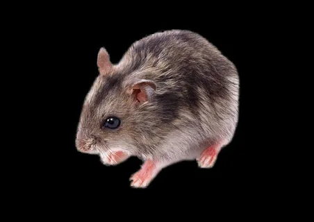 老鼠免抠素材PSD分层