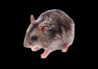 老鼠免抠素材PSD分层