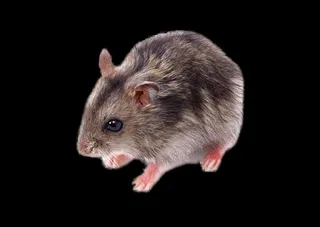 老鼠免抠素材PSD分层