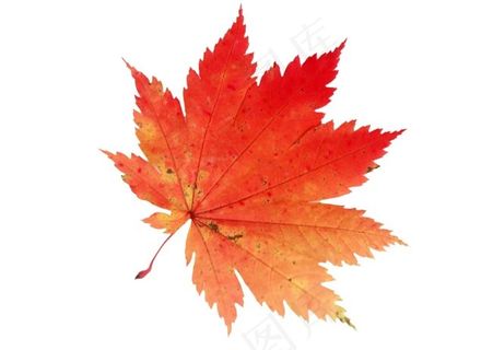 高清枫叶素材 高清枫叶素材