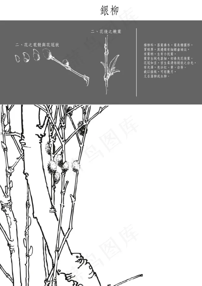 银柳工笔矢量图eps,ai矢量模版下载