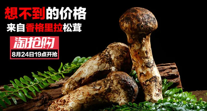 香格里拉松茸psd模版下载