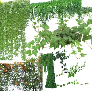 藤类植物 藤类植物