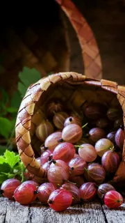 果实高清摄影图片 果实高清摄影图片