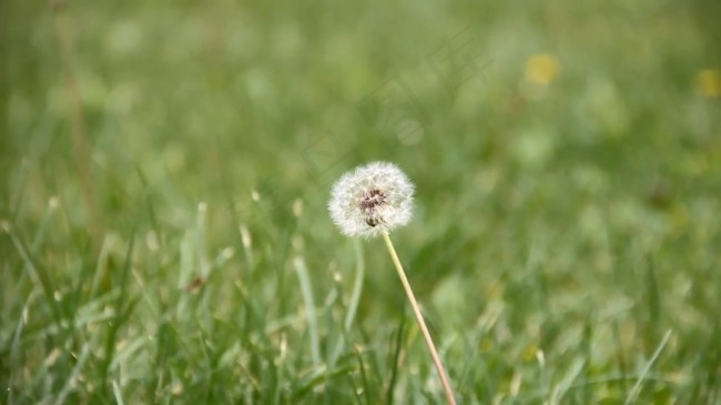 鲜花视频素材模板下载