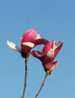 玉兰花图片 玉兰花图片