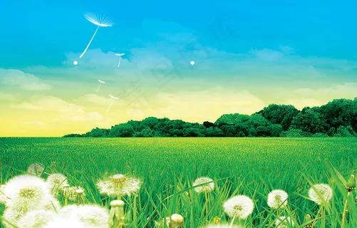 蒲公英麦田风光 蒲公英麦田风光