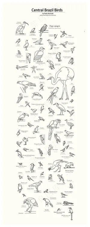 古典风格线稿海报杂志素材鸟类介绍教...