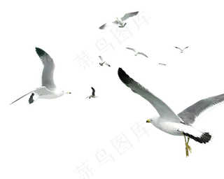 卡通手绘麻雀小鸟png免扣素材