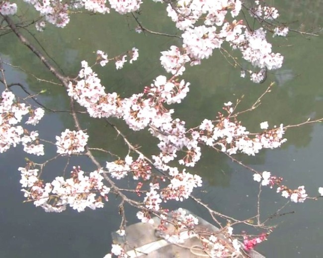 几朵桃花模板下载
