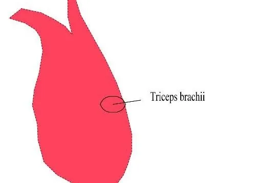 内脏器官eps,ai矢量模版下载