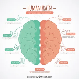 手工绘制的两种颜色的大脑信息图表模板